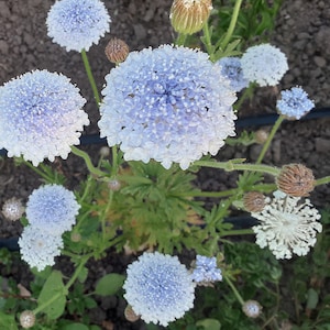 Organic 'Lacy Blue' Didiscus
