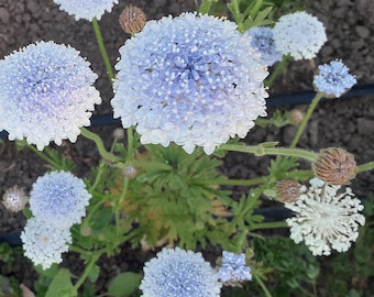 Organic 'Lacy Blue' Didiscus