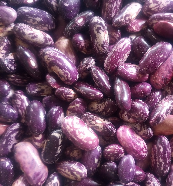 NEW! Organic Kebarika Bean Seeds