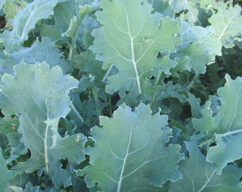 Organic White Russian Kale