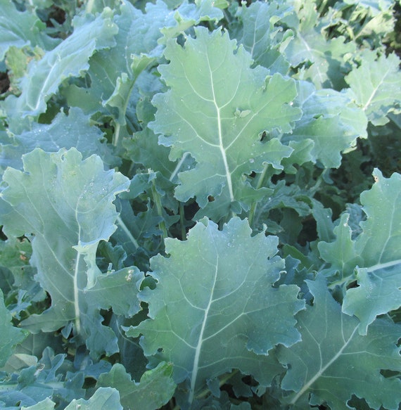 Organic White Russian Kale