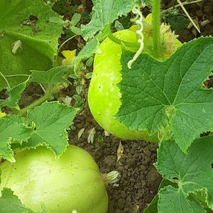 May include: Two large, light green melons growing on a vine with large, green leaves.