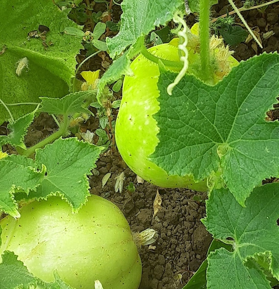 NEW! Organic 'Richmond Green Apple' Cucumber