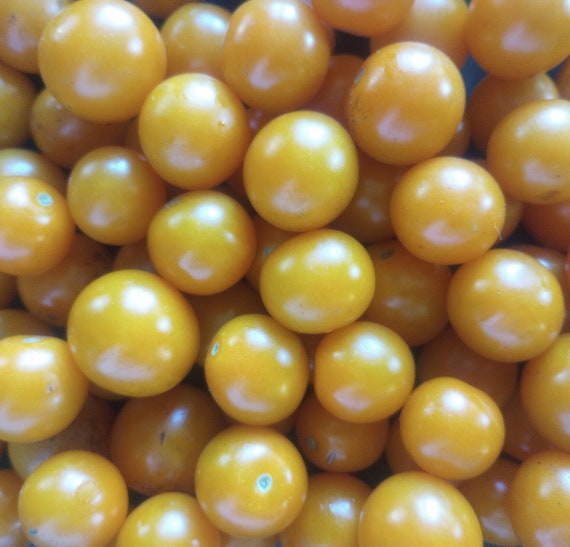 Organic 'California Sungold' Tomato