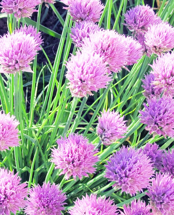 Organic Chives