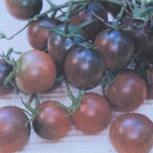 Organic Black Cherry Tomato