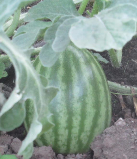 NEW! Organic Hopi Yellow Watermelon