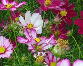 Organic Cosmos 'Picotee'