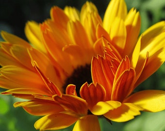 Organic Calendula &#39;Resina&#39;