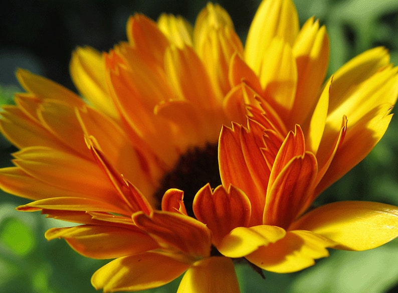 Organic Calendula 'Resina' image 1