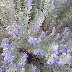 Organic Hyssop