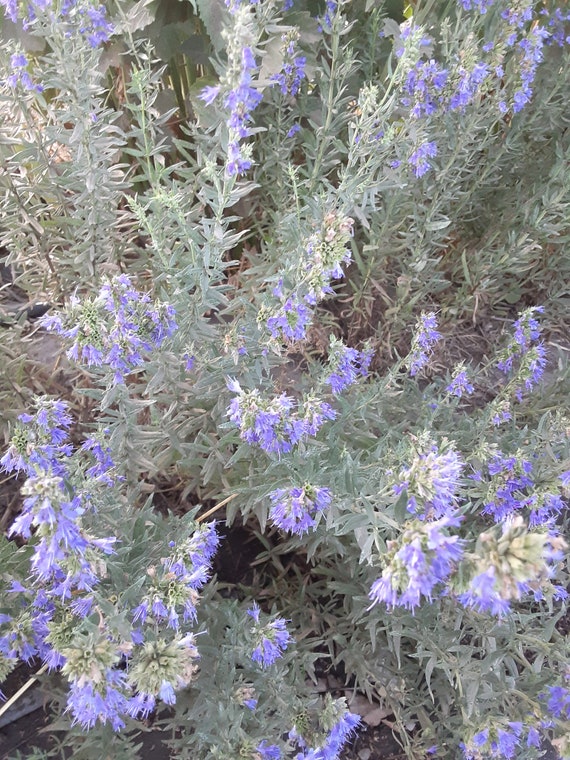 Organic Hyssop