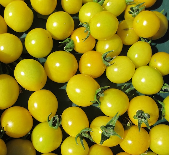Organic Galina Cherry Tomato