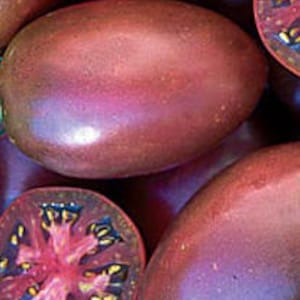 Organic Ukrainian Purple Tomato