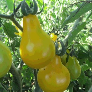 Organic Beam&#39;s Yellow Pear Tomato