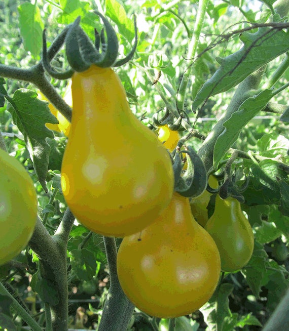 Organic Beam's Yellow Pear Tomato