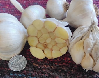 NEW! Organic Garlic for planting -- Chesnok Red