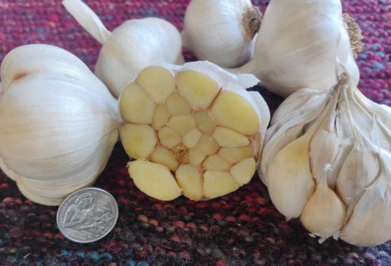 NEW! Organic Garlic for planting -- Chesnok Red