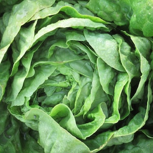 Organic Little Gem Lettuce