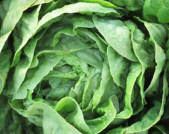 Organic Little Gem Lettuce