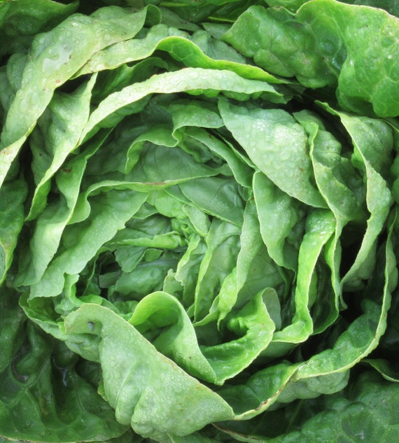 Organic Little Gem Lettuce