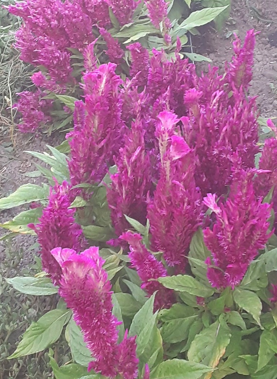 NEW! Organic 'First Flame Purple' Celosia