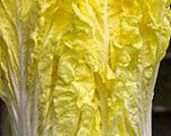 NEW! Organic Golden Beauty Chinese Cabbage