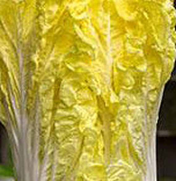 NEW! Organic Golden Beauty Chinese Cabbage