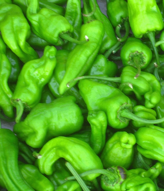 Organic Padron Pepper