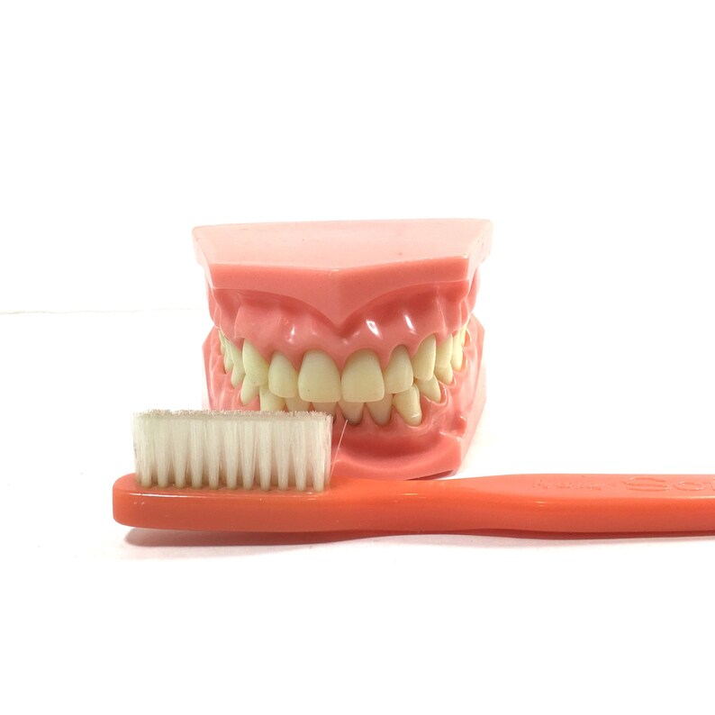 Vintage Dental Collectibles Jumbo Advertising Toothbrush Huge Tooth and Gum Mold Oversized Dentist Tools Accessories Gift for Dentist