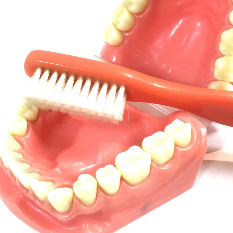 Vintage Dental Collectibles Jumbo Advertising Toothbrush Huge Tooth and Gum Mold Oversized Dentist Tools Accessories Gift for Dentist