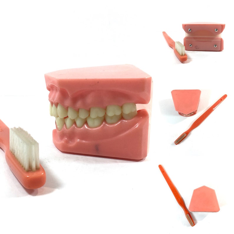 Vintage Dental Collectibles Jumbo Advertising Toothbrush Huge Tooth and Gum Mold Oversized Dentist Tools Accessories Gift for Dentist