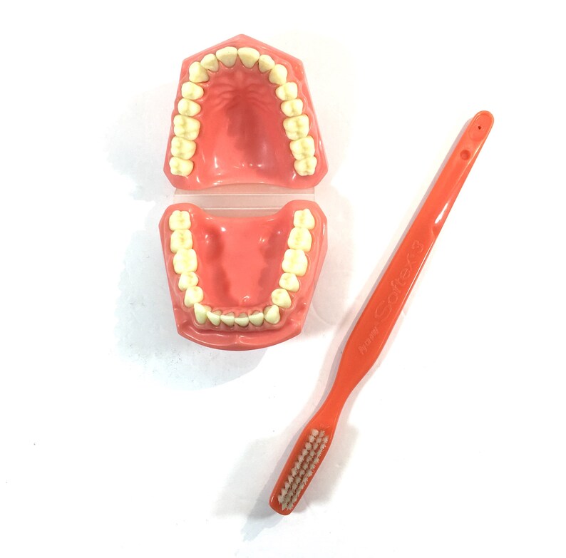Vintage Dental Collectibles Jumbo Advertising Toothbrush Huge Tooth and Gum Mold Oversized Dentist Tools Accessories Gift for Dentist