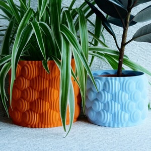 May include: Two potted plants in textured ceramic pots. The plant on the left has green and white striped leaves and is in an orange pot. The plant on the right has dark green leaves and is in a light blue pot.