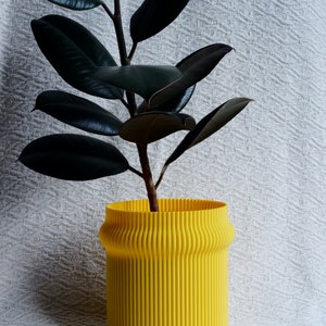 May include: A dark green rubber plant in a bright yellow, ribbed ceramic planter. The planter has a rounded bottom and a slightly flared top.