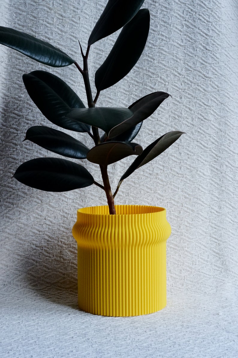 May include: A dark green rubber plant in a bright yellow, ribbed ceramic planter. The planter has a rounded bottom and a slightly flared top.