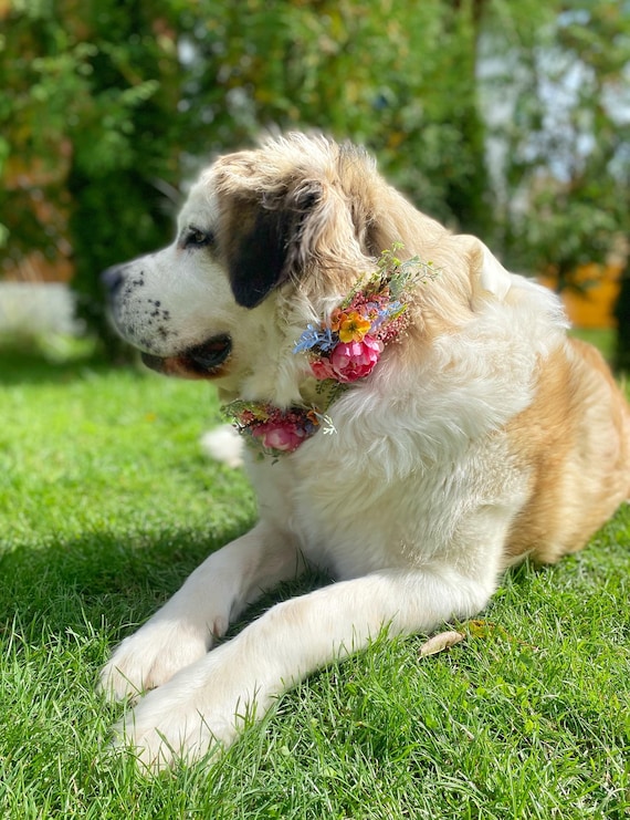 hunde zahnbrste emmi-pet PRO Basis Set