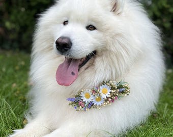 Floral Dog Collar: Lavender Daisy Flower Pet Collar - Wedding Accessory