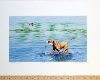 YELLOW LAB - A labrador Retriever in the water fetching a boat bumper with a Green Winged Teal in the background