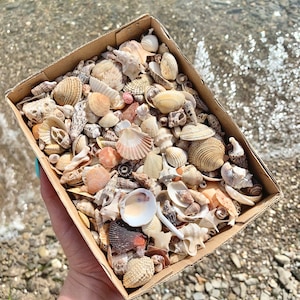Può includere: Una scatola di cartone piena di una varietà di conchiglie nei toni del bianco, beige e marrone. Le conchiglie variano per dimensioni e forma, alcune con motivi intricati. La scatola è tenuta vicino a una riva con acqua e ciottoli sullo sfondo.