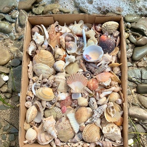 Genuine Sea Glass Beach Treasure Beach Glass Sea Pottery Beach Decor Beach stones Shell bulk Mermaid treasure box Sea Ceramic Seaglass image 9