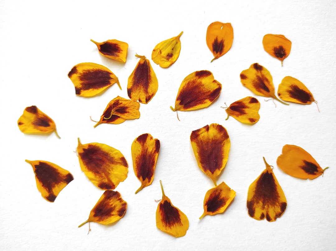 Pressed Flowers for Cakes Edible Flowers for Cake Decoration Etsy