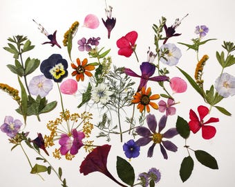 Edible Pressed Flowers: for Baking, Natural Meadow Flowers, Cake Decorating,