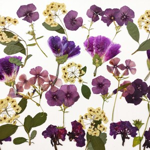 Fiori commestibili per decorare torte, Fiori pressati per torte, Fiori di campo pressati, contorni, biscotti, cocktail, fiori per artigianato