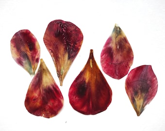 Large Red Pressed Tulip Leaves Jewelry DIY Pressed flower for craft, large pressed flower for jewelry, Pressed flower art, flowers for resin