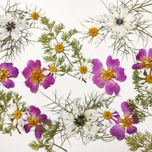 Fiori commestibili per decorare torte, fiori pressati per torte, fiori di campo pressati, contorni, biscotti, cocktail, fiori per lavoretti.