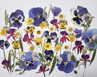 May include: A collection of pressed flowers, including pansies, daisies, and other wildflowers, in shades of purple, yellow, and white. The arrangement is set against a white background, showcasing the delicate details of each bloom.