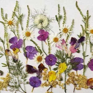 Edible flowers for cake decoration, Pressed flowers for cakes, Pressed meadow flowers, side dishes, cookies, cocktails,  flowers for craft