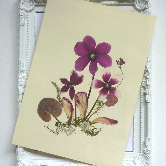 Pressed Botanicals Dried Flowers Art
