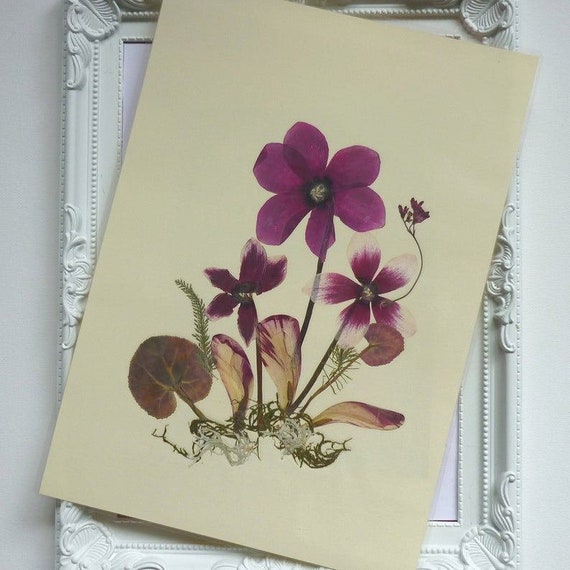N\A Nat/ürlich getrocknete gepresste Blumen DIY Kunst Blumendekor Sammlung Geschenk Blattwerk Florale Kunst f/ür DIY Kerze Harz Schmuck Nagel Anh/änger Handwerk